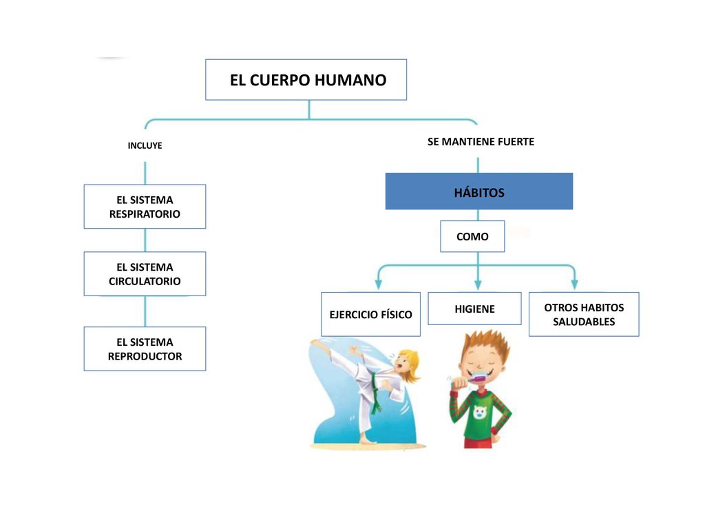 EL CUERPO HUMANO HÁBITOS SE MANTIENE FUERTE EL SISTEMA RESPIRATORIO