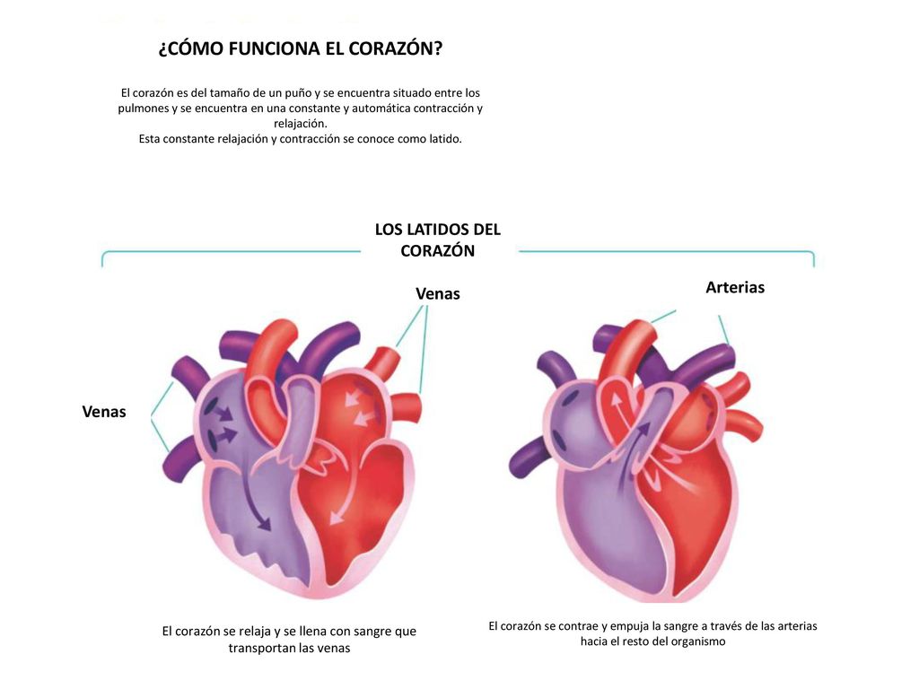 ¿CÓMO FUNCIONA EL CORAZÓN LOS LATIDOS DEL CORAZÓN