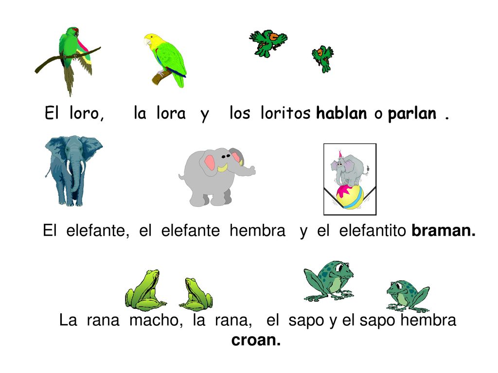 El loro, la lora y los loritos hablan o parlan .
