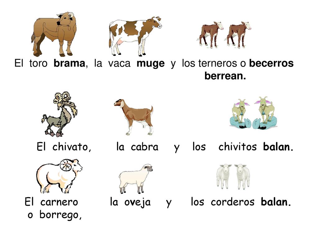 El toro brama, la vaca muge y los terneros o becerros