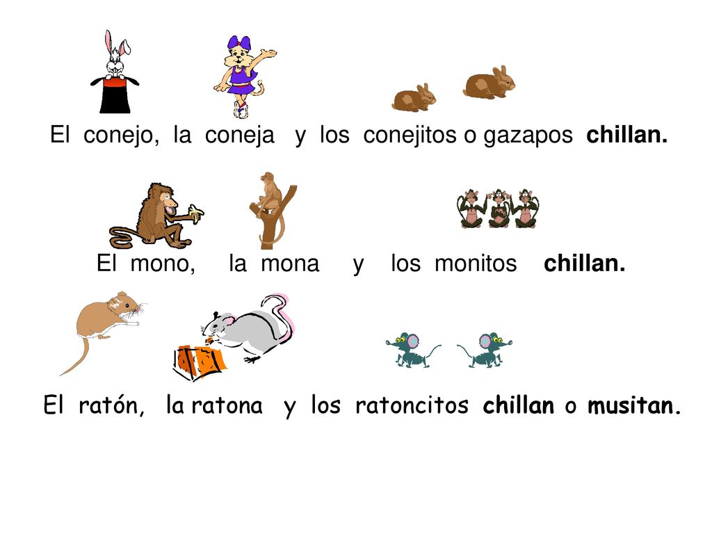 El conejo, la coneja y los conejitos o gazapos chillan.