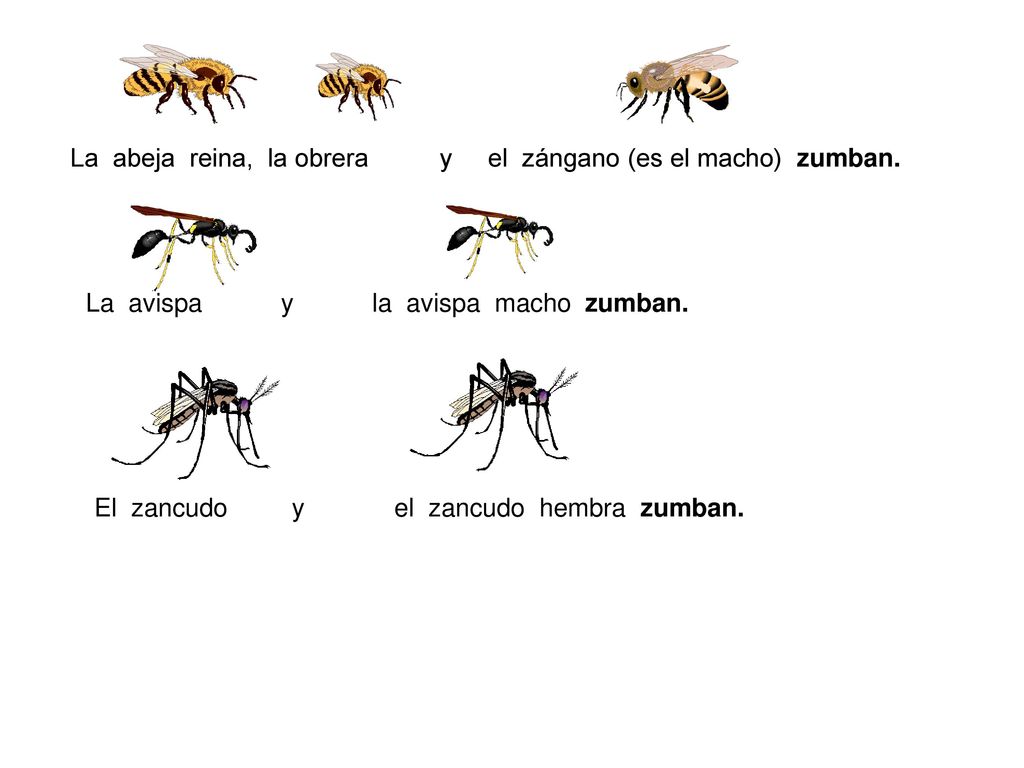 La abeja reina, la obrera y el zángano (es el macho) zumban.