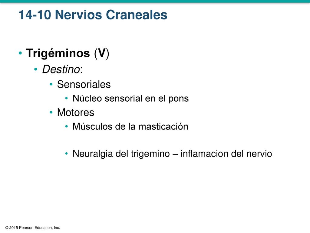 14-10 Nervios Craneales Trigéminos (V) Destino: Sensoriales Motores
