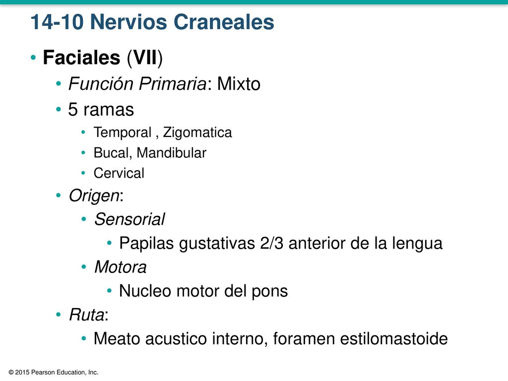 14-10 Nervios Craneales Faciales (VII) Función Primaria: Mixto 5 ramas