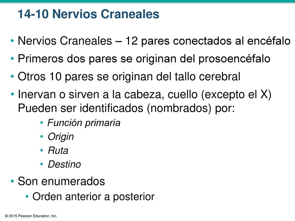 14-10 Nervios Craneales Nervios Craneales – 12 pares conectados al encéfalo. Primeros dos pares se originan del prosoencéfalo.