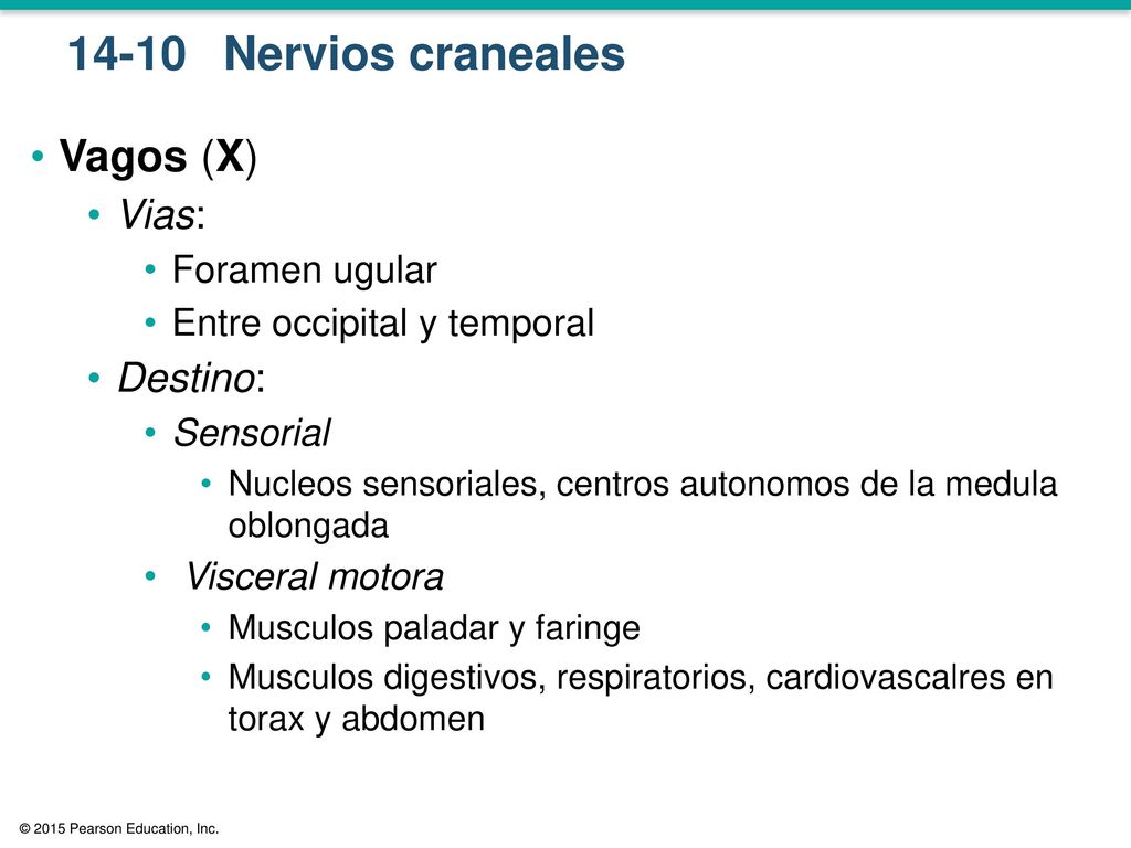 14-10 Nervios craneales Vagos (X) Vias: Destino: Foramen ugular