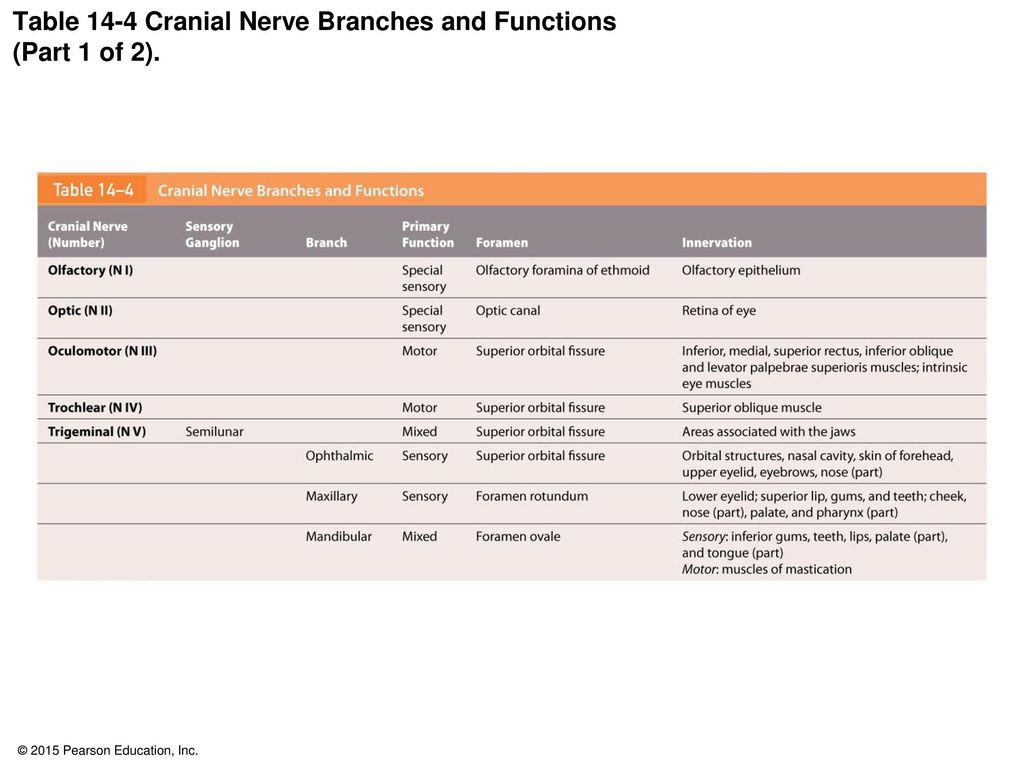Table 14-4 Cranial Nerve Branches and Functions (Part 1 of 2).