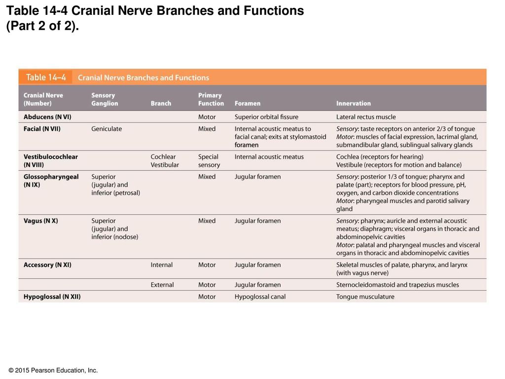 Table 14-4 Cranial Nerve Branches and Functions (Part 2 of 2).