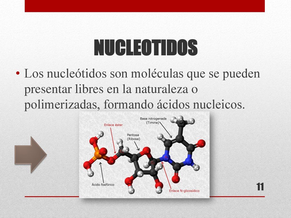 NUCLEOTIDOS Los nucleótidos son moléculas que se pueden presentar libres en la naturaleza o polimerizadas, formando ácidos nucleicos.