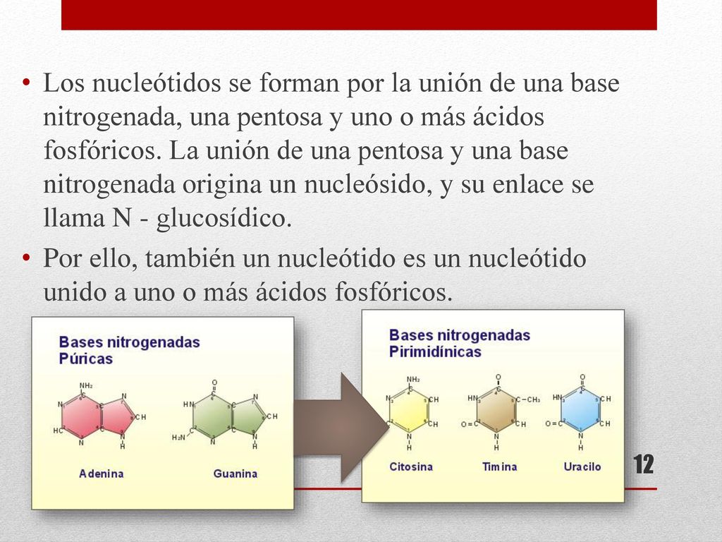 Los nucleótidos se forman por la unión de una base nitrogenada, una pentosa y uno o más ácidos fosfóricos. La unión de una pentosa y una base nitrogenada origina un nucleósido, y su enlace se llama N - glucosídico.