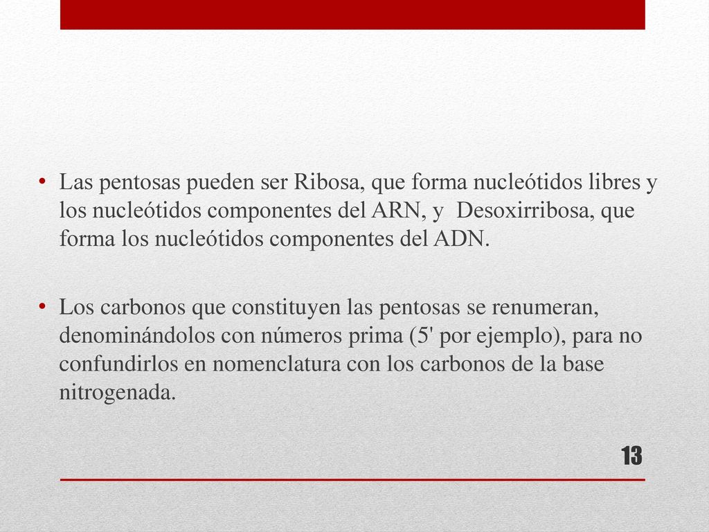 Las pentosas pueden ser Ribosa, que forma nucleótidos libres y los nucleótidos componentes del ARN, y Desoxirribosa, que forma los nucleótidos componentes del ADN.