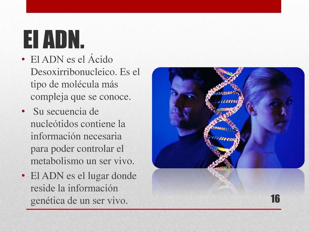 El ADN. El ADN es el Ácido Desoxirribonucleico. Es el tipo de molécula más compleja que se conoce.