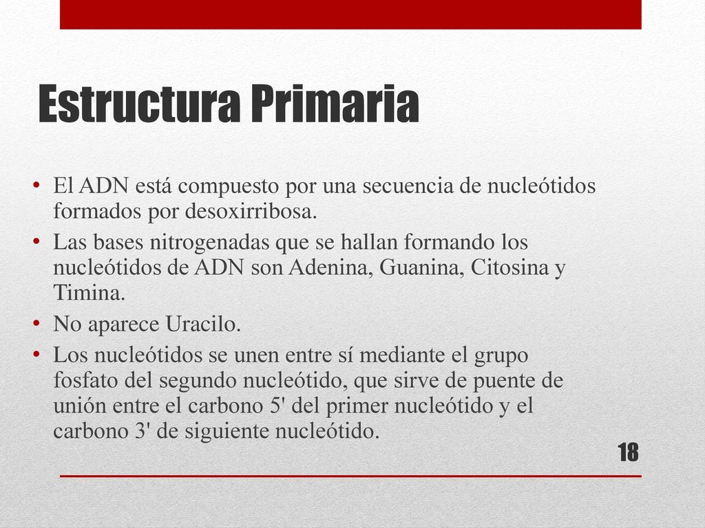 Estructura Primaria El ADN está compuesto por una secuencia de nucleótidos formados por desoxirribosa.