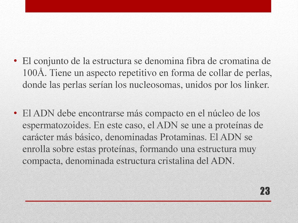 El conjunto de la estructura se denomina fibra de cromatina de 100Å