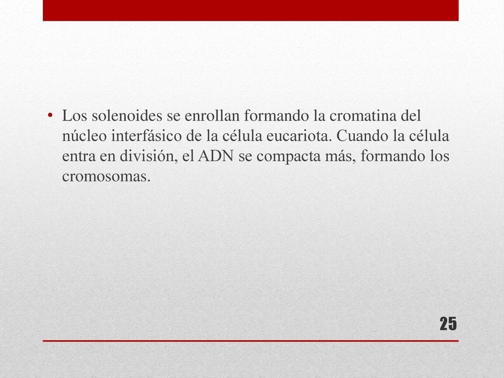 Los solenoides se enrollan formando la cromatina del núcleo interfásico de la célula eucariota.
