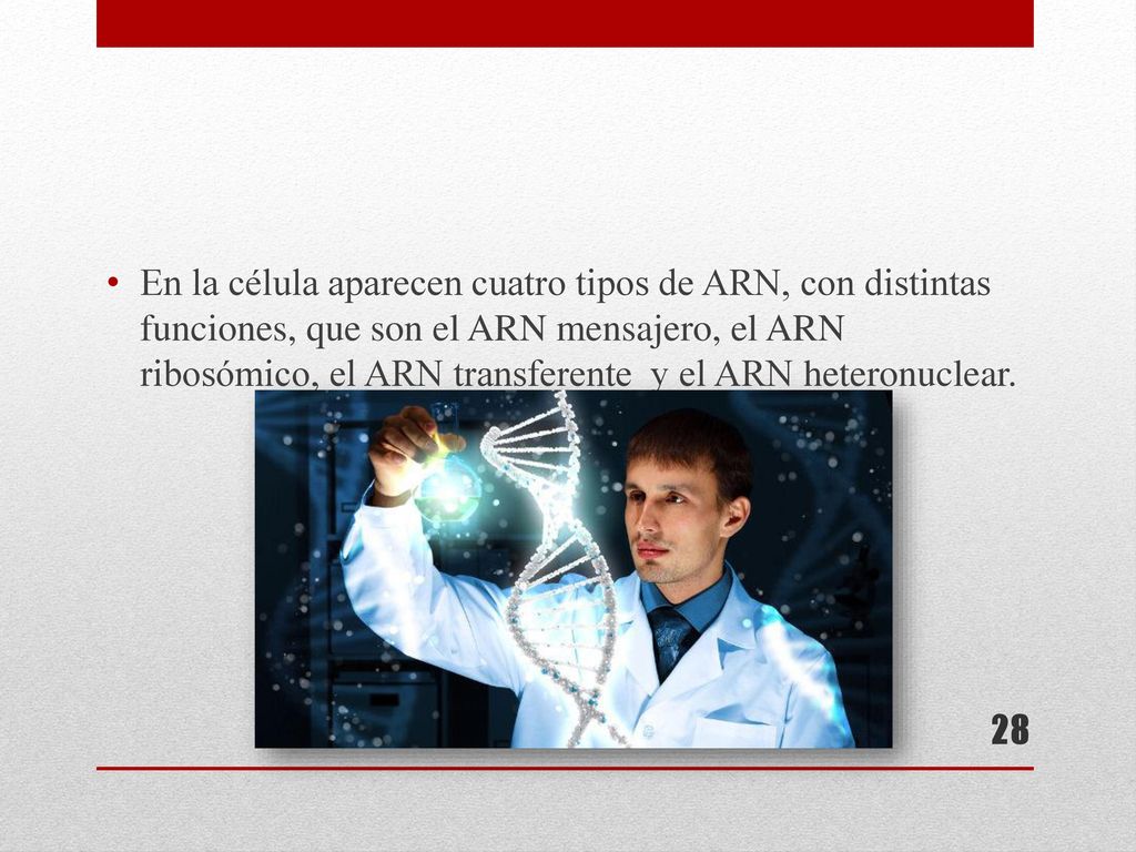 En la célula aparecen cuatro tipos de ARN, con distintas funciones, que son el ARN mensajero, el ARN ribosómico, el ARN transferente y el ARN heteronuclear.