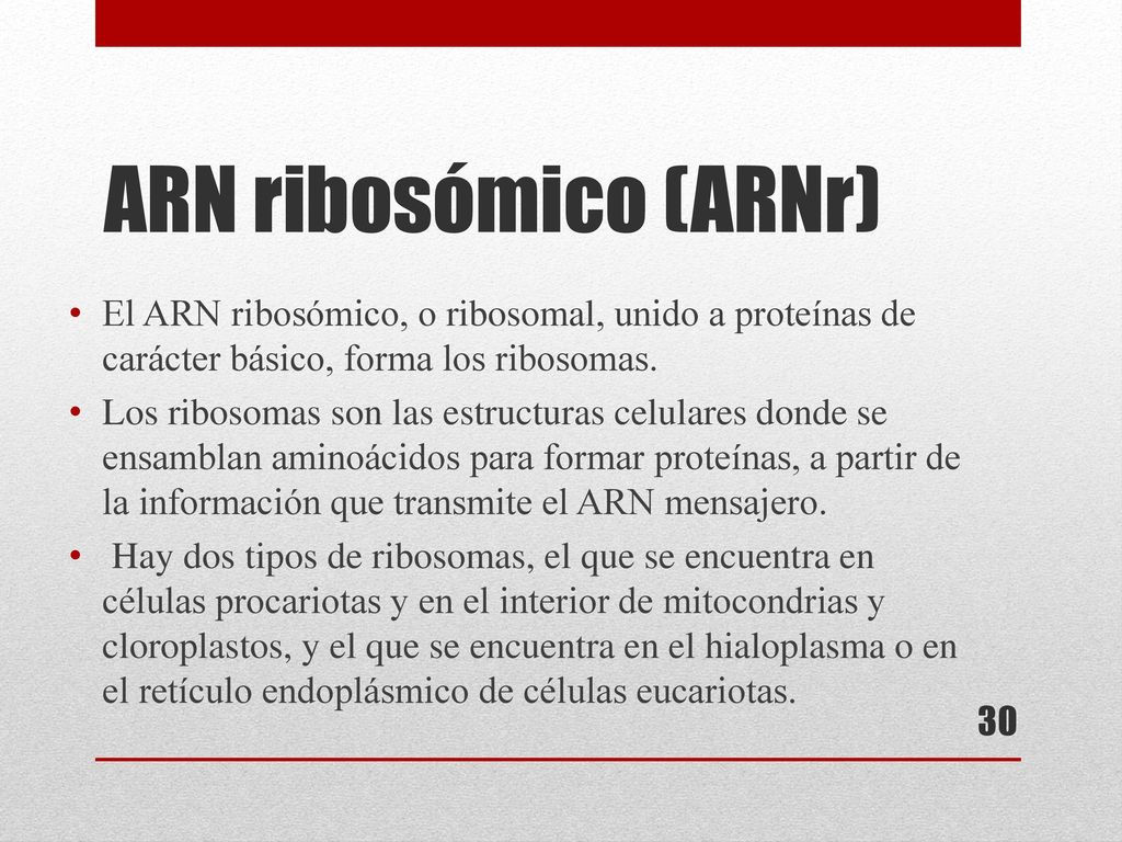 ARN ribosómico (ARNr) El ARN ribosómico, o ribosomal, unido a proteínas de carácter básico, forma los ribosomas.
