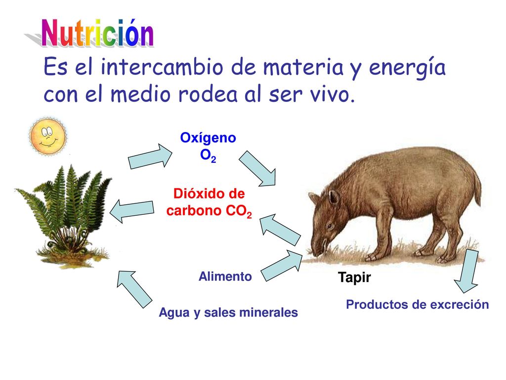 Nutrición Es el intercambio de materia y energía con el medio rodea al ser vivo. Oxígeno O2. Dióxido de carbono CO2.