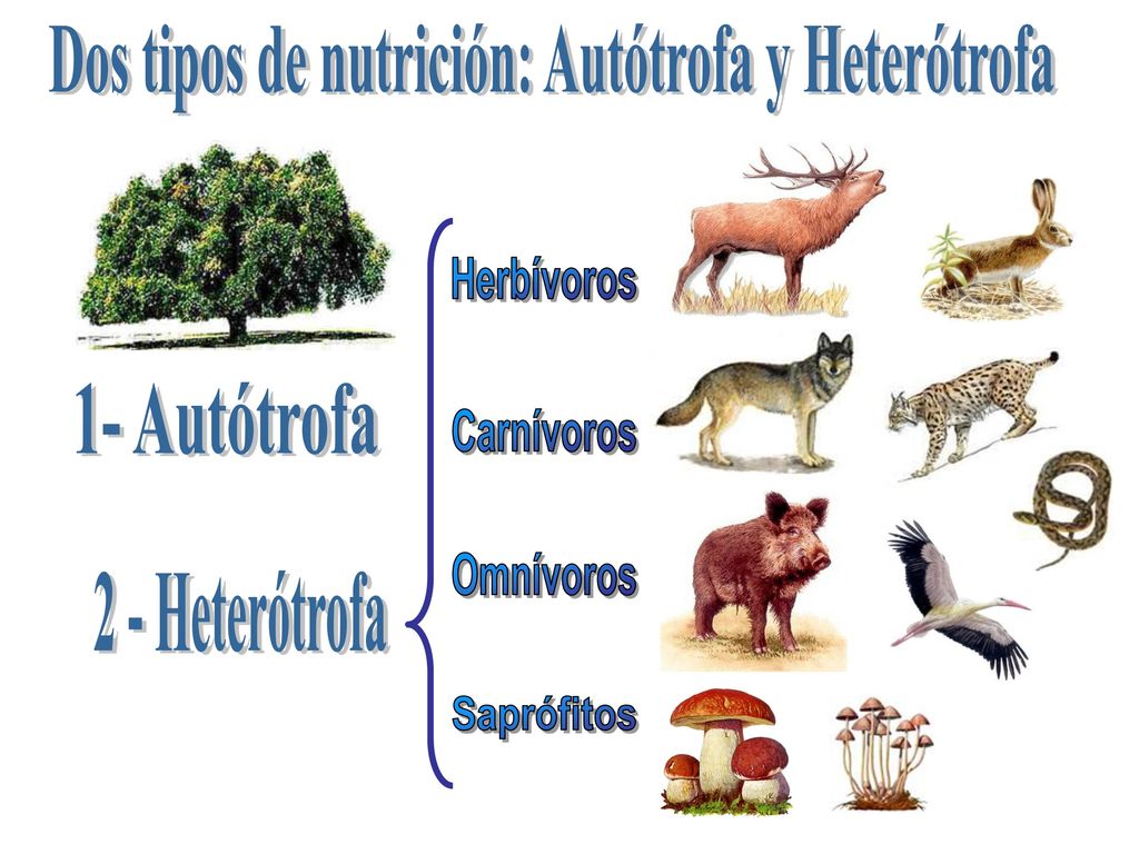 Dos tipos de nutrición: Autótrofa y Heterótrofa