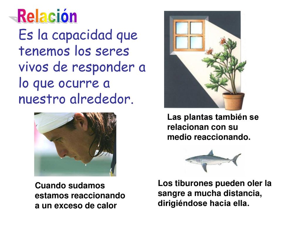 Relación Es la capacidad que tenemos los seres vivos de responder a lo que ocurre a nuestro alrededor.