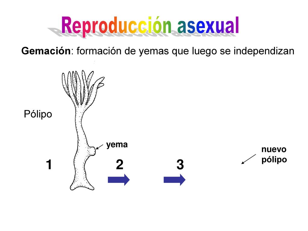 Reproducción asexual Gemación: formación de yemas que luego se independizan. Pólipo. yema. nuevo pólipo.