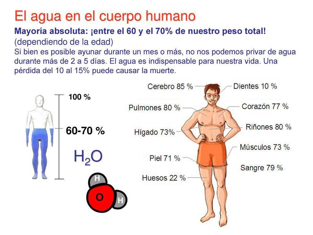 El agua en el cuerpo humano Mayoría absoluta: ¡entre el 60 y el 70% de nuestro peso total! (dependiendo de la edad) Si bien es posible ayunar durante un mes o más, no nos podemos privar de agua durante más de 2 a 5 días. El agua es indispensable para nuestra vida. Una pérdida del 10 al 15% puede causar la muerte.
