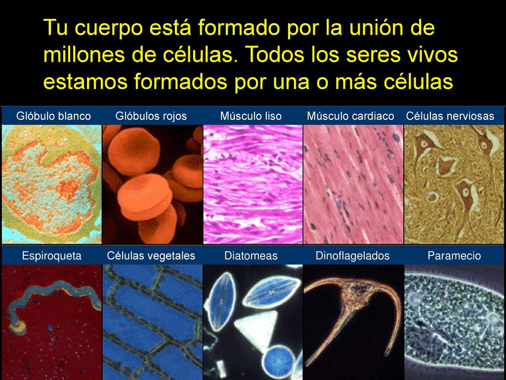 Tu cuerpo está formado por la unión de millones de células
