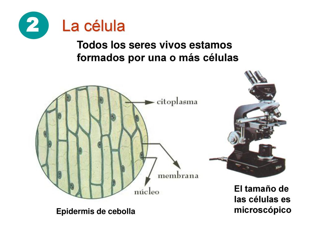 2 La célula. Todos los seres vivos estamos formados por una o más células. El tamaño de las células es microscópico.