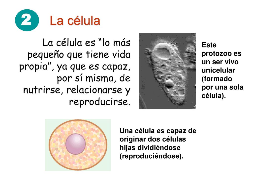 2 La célula. La célula es lo más pequeño que tiene vida propia , ya que es capaz, por sí misma, de nutrirse, relacionarse y reproducirse.