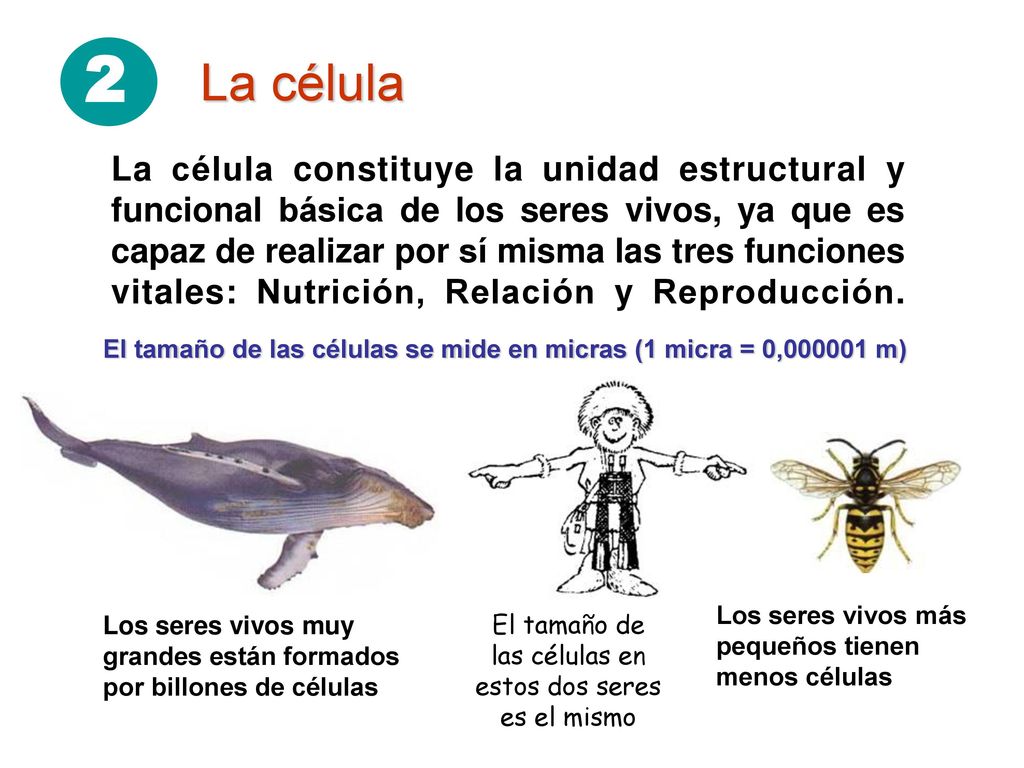 El tamaño de las células en estos dos seres es el mismo