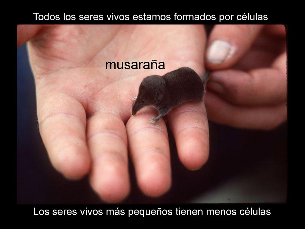 musaraña Todos los seres vivos estamos formados por células