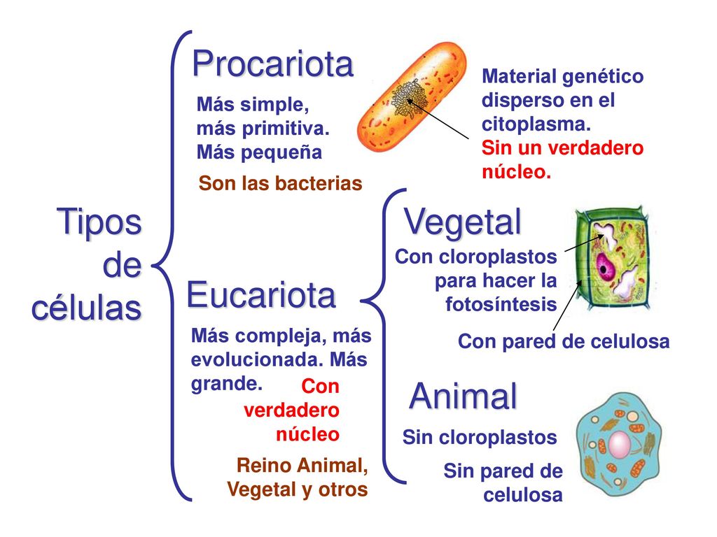 Procariota Tipos de células Vegetal Eucariota Animal