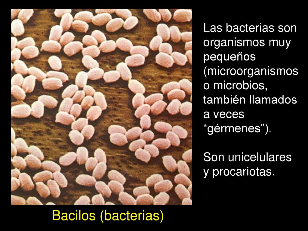 Las bacterias son organismos muy pequeños (microorganismos o microbios, también llamados a veces gérmenes ).