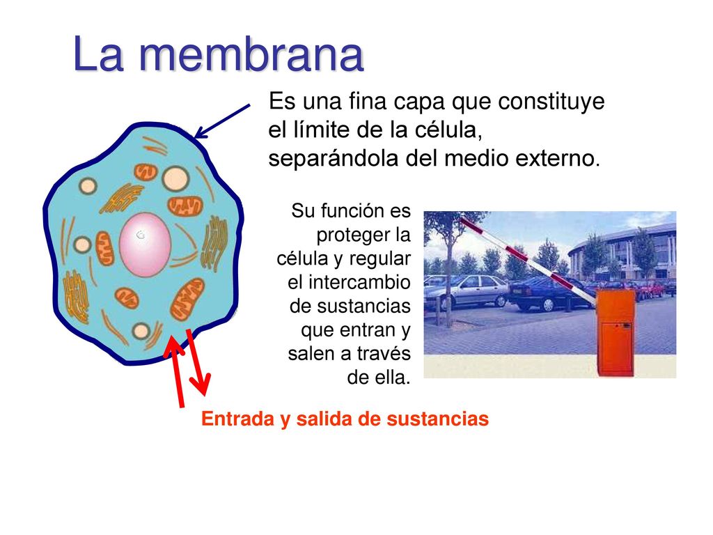 La membrana Es una fina capa que constituye el límite de la célula, separándola del medio externo.