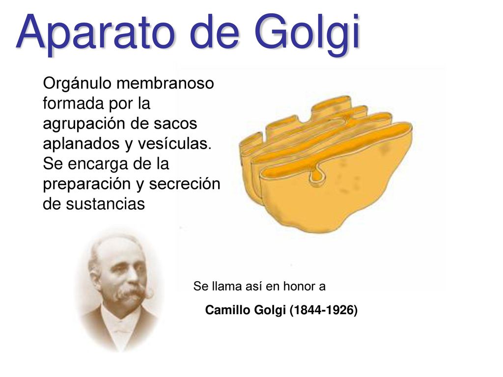 Aparato de Golgi Orgánulo membranoso formada por la agrupación de sacos aplanados y vesículas.