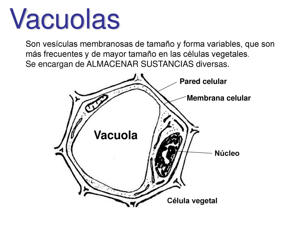 Vacuolas Son vesículas membranosas de tamaño y forma variables, que son más frecuentes y de mayor tamaño en las células vegetales.
