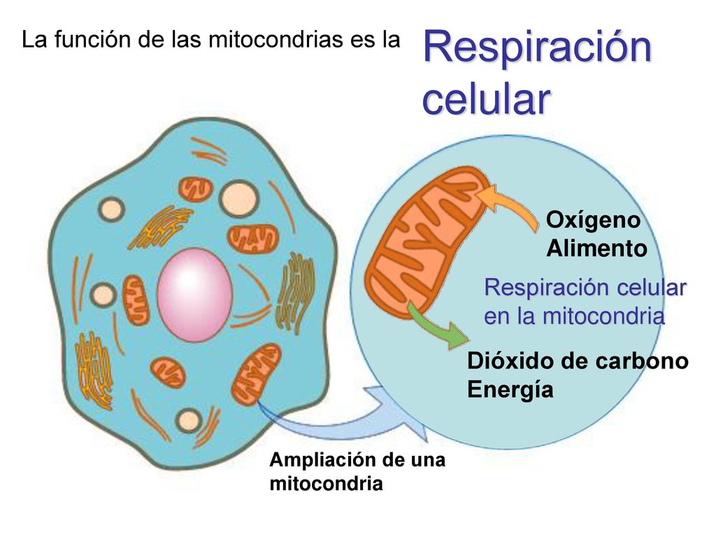 Respiración celular La función de las mitocondrias es la Oxígeno
