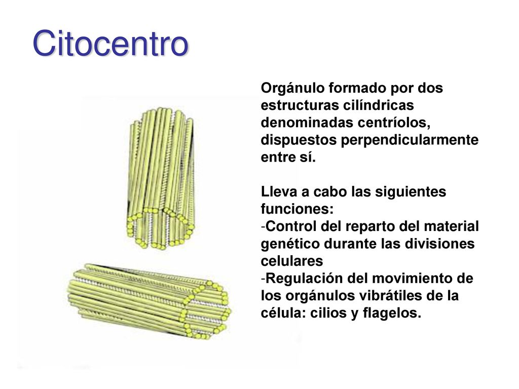 Citocentro Orgánulo formado por dos estructuras cilíndricas denominadas centríolos, dispuestos perpendicularmente entre sí.