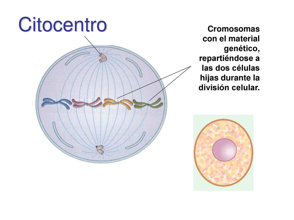 Citocentro Cromosomas con el material genético, repartiéndose a las dos células hijas durante la división celular.