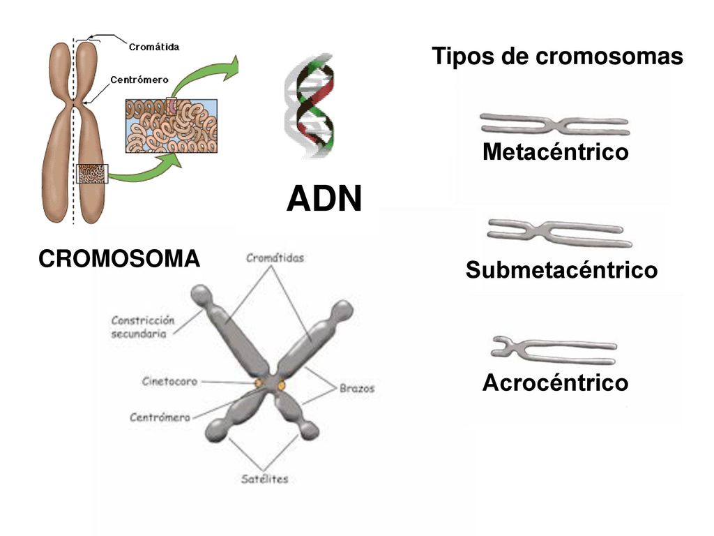 ADN Tipos de cromosomas Metacéntrico CROMOSOMA Submetacéntrico