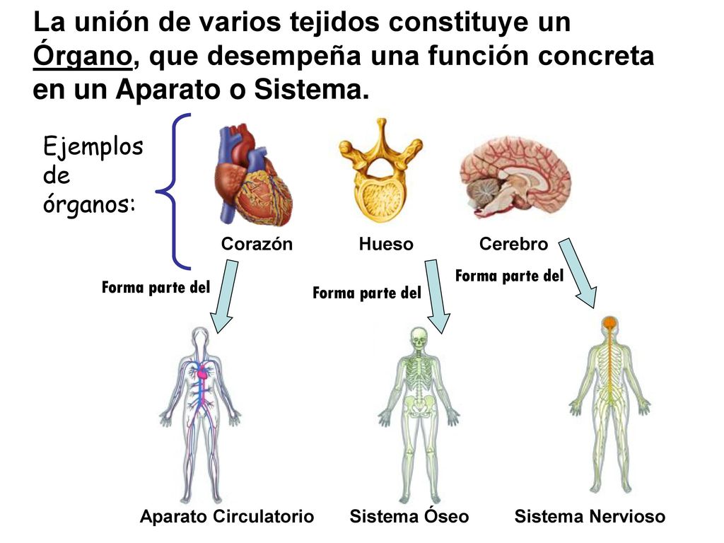 La unión de varios tejidos constituye un Órgano, que desempeña una función concreta en un Aparato o Sistema.
