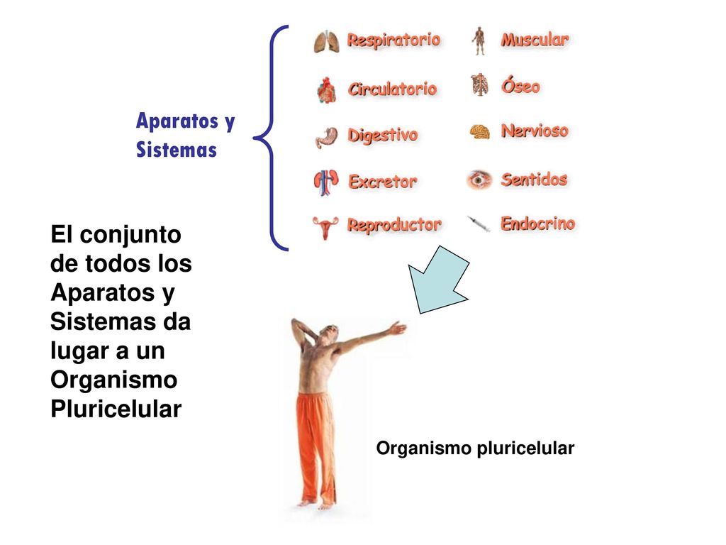 Aparatos y Sistemas El conjunto de todos los Aparatos y Sistemas da lugar a un Organismo Pluricelular.