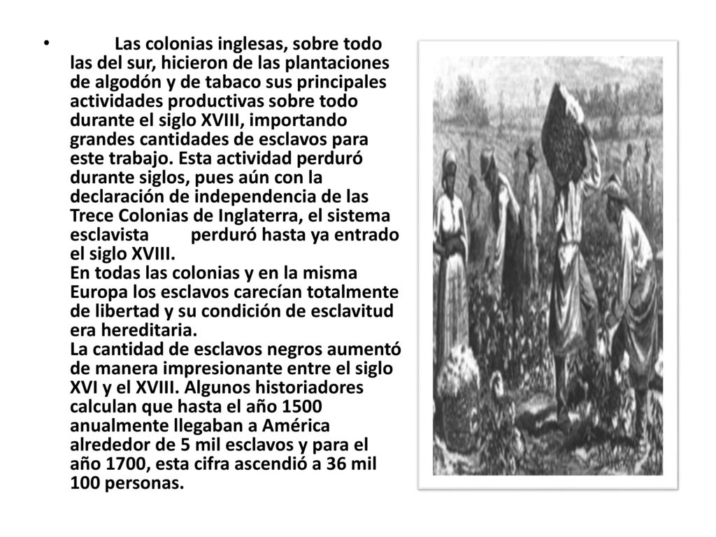 Las colonias inglesas, sobre todo las del sur, hicieron de las plantaciones de algodón y de tabaco sus principales actividades productivas sobre todo durante el siglo XVIII, importando grandes cantidades de esclavos para este trabajo.