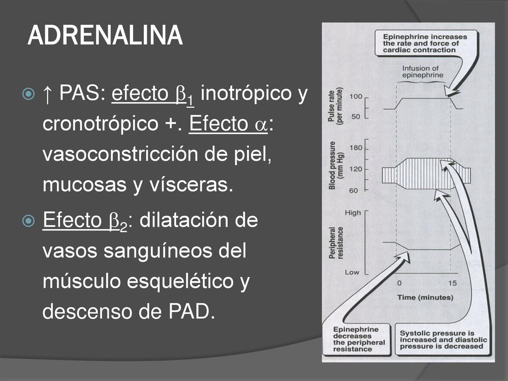 ADRENALINA ↑ PAS: efecto 1 inotrópico y cronotrópico +. Efecto : vasoconstricción de piel, mucosas y vísceras.