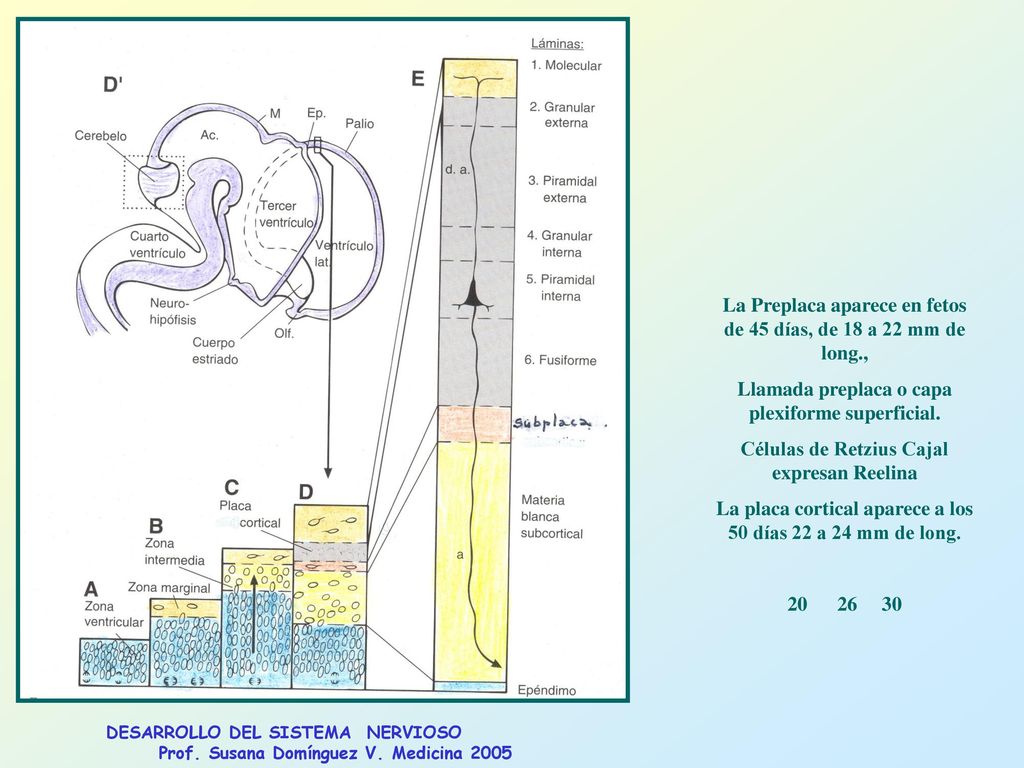La Preplaca aparece en fetos de 45 días, de 18 a 22 mm de long.,