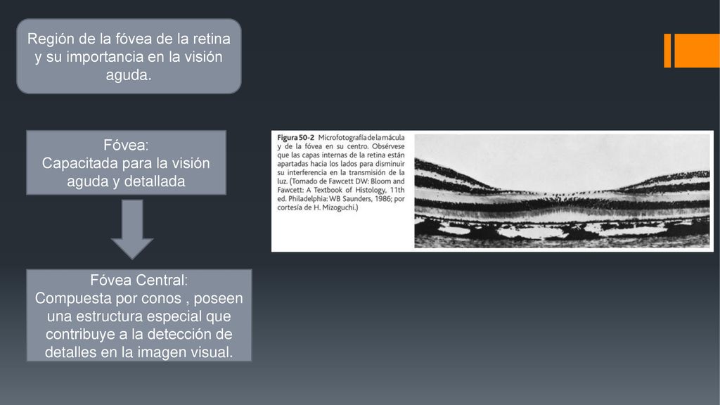 Región de la fóvea de la retina y su importancia en la visión aguda.