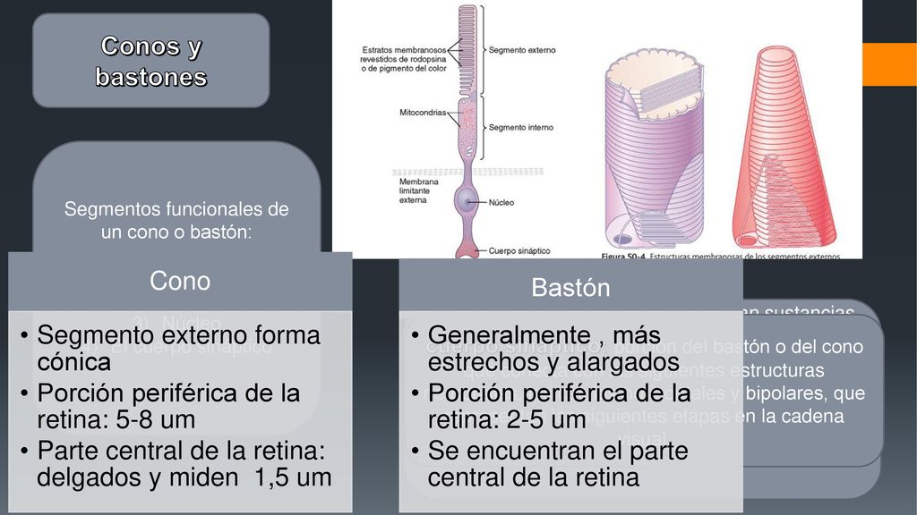 Conos y bastones Segmentos funcionales de un cono o bastón: El segmento externo. El Segmento interno.