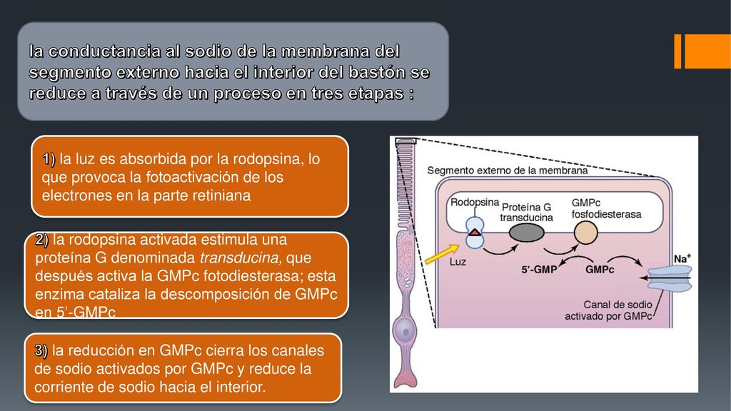 la conductancia al sodio de la membrana del segmento externo hacia el interior del bastón se reduce a través de un proceso en tres etapas :