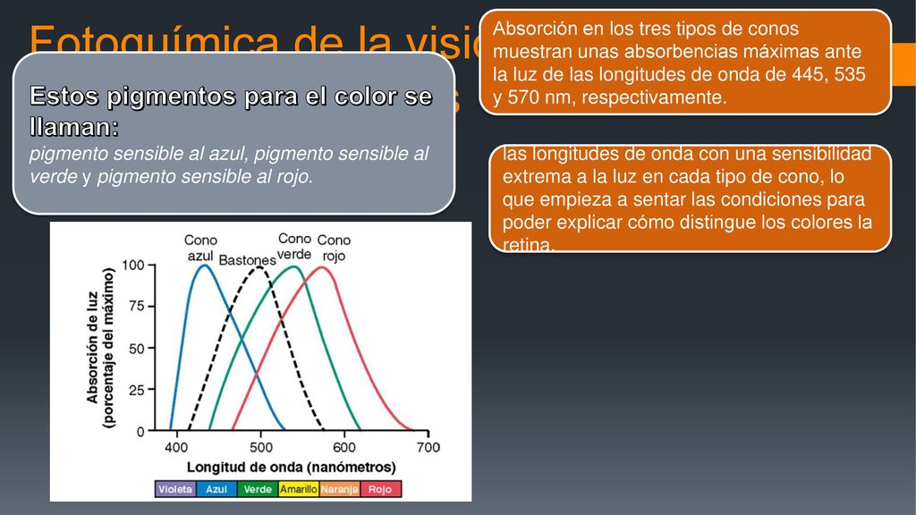 Fotoquímica de la visión de los colores por los conos