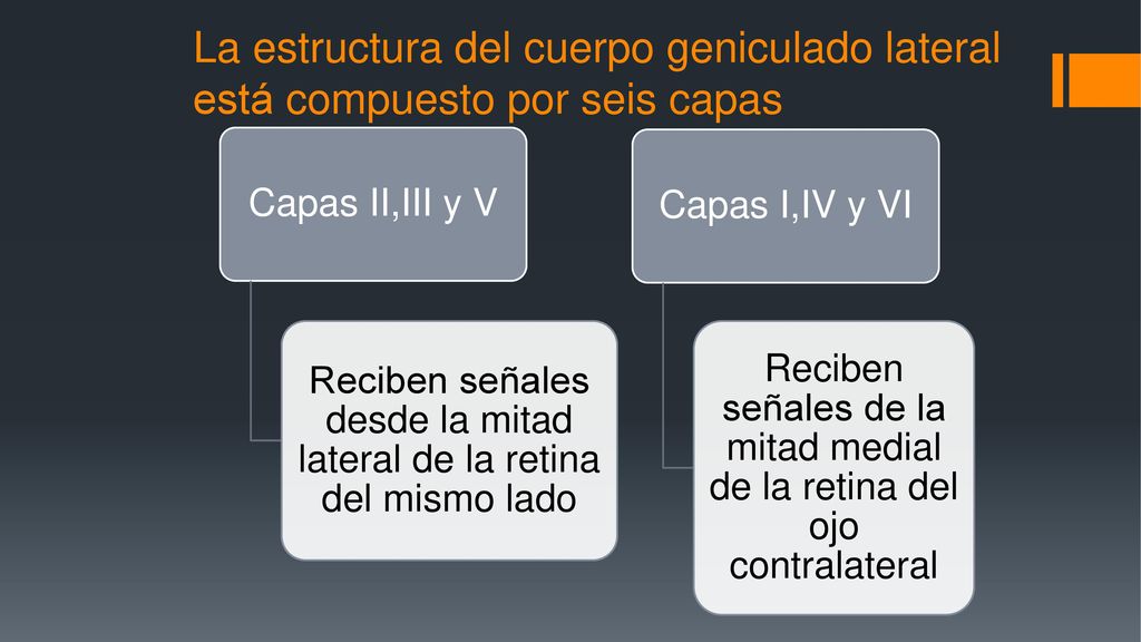 La estructura del cuerpo geniculado lateral está compuesto por seis capas